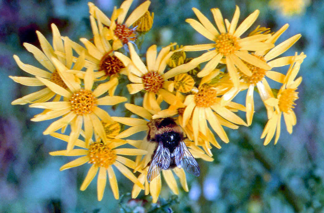 Bee on plant_edited 2 WEB