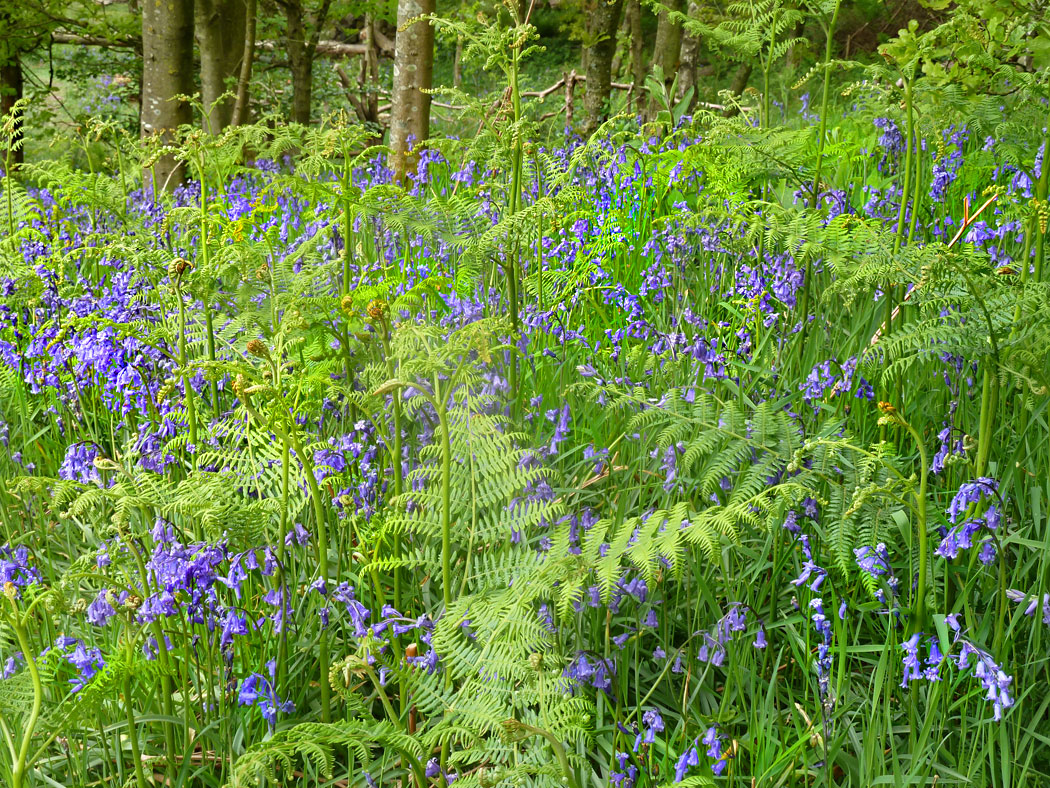 WEB-BLUEBELLS