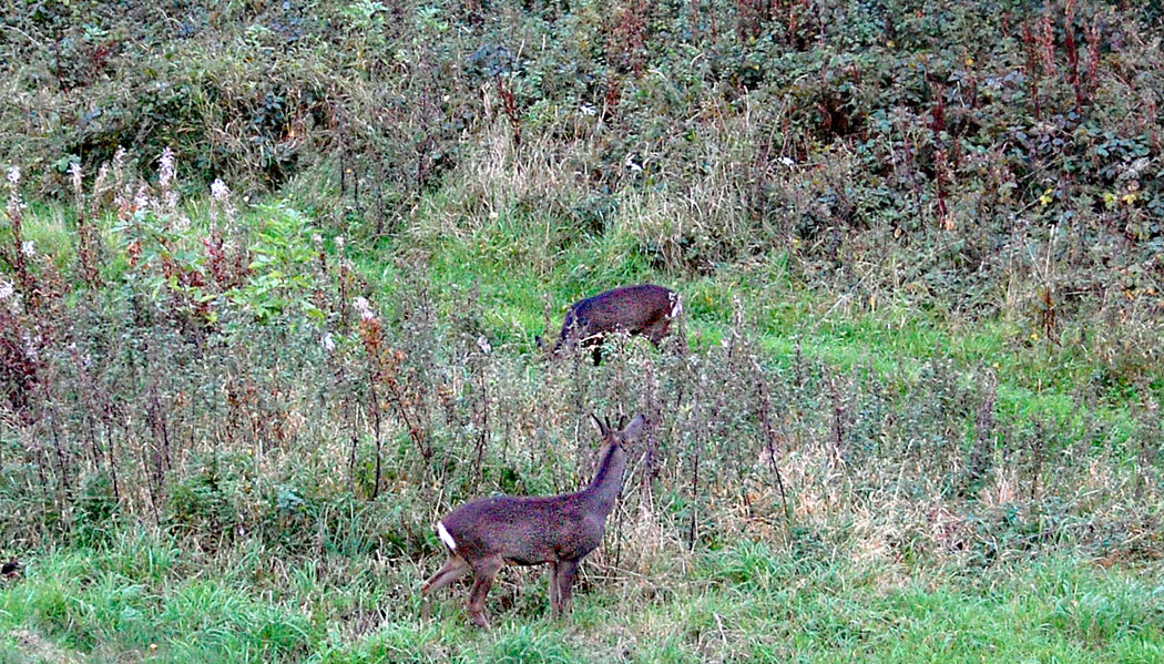 WEB-DEER