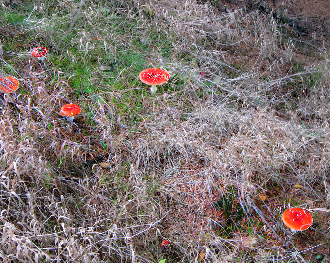 WEB-FLY-AGARIC