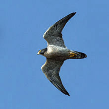 WEB-PEREGRINE