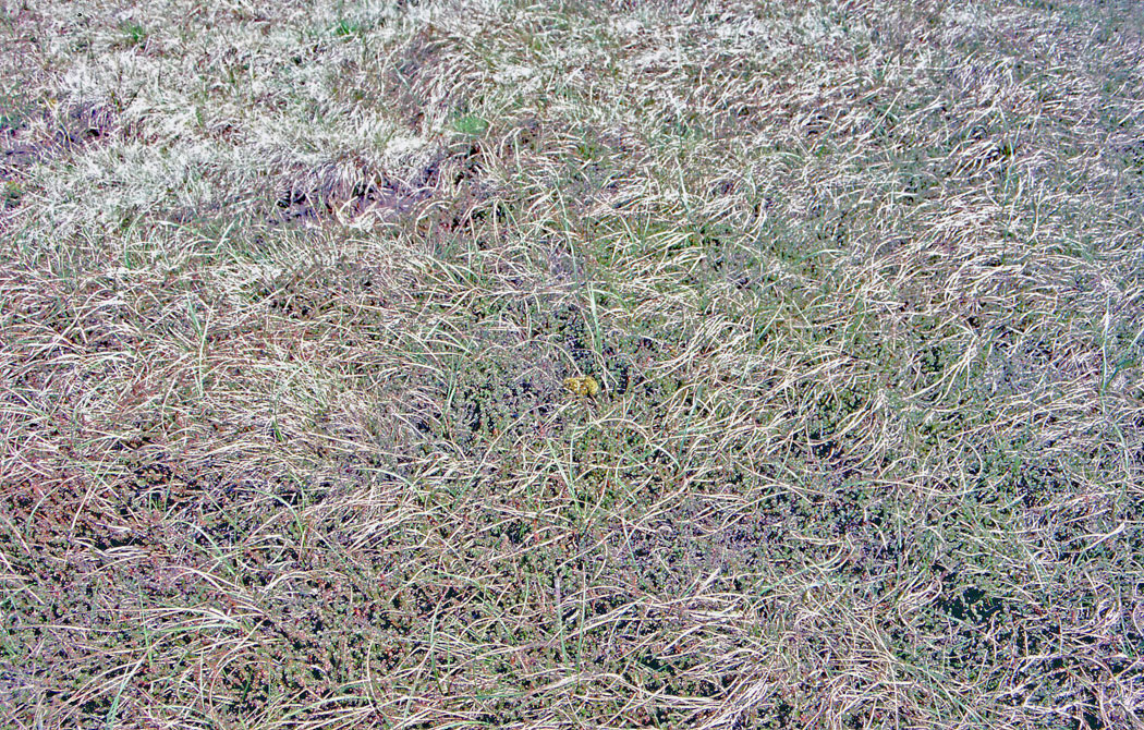 WEB-PLOVER--CHICK