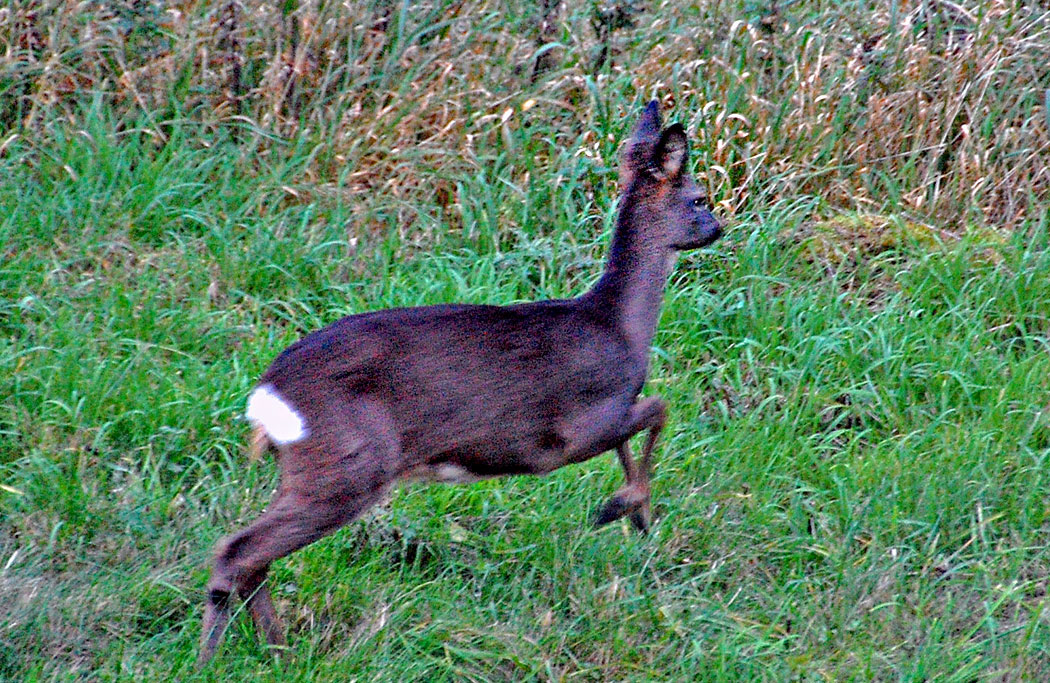 WEB-PRANCING-DEER