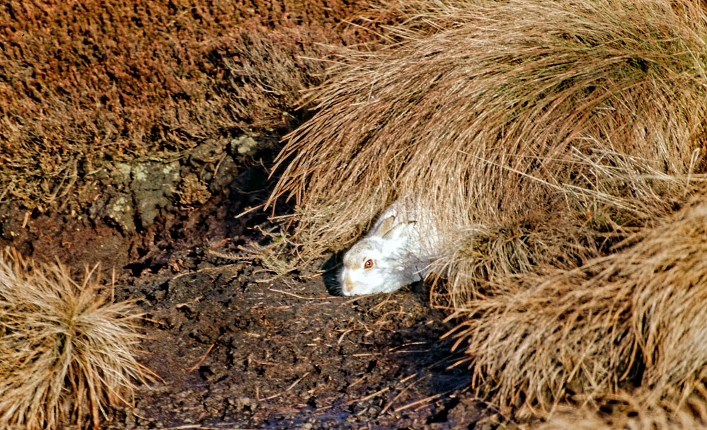 White-Hare-WEB