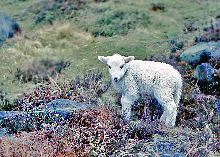 lamb-2