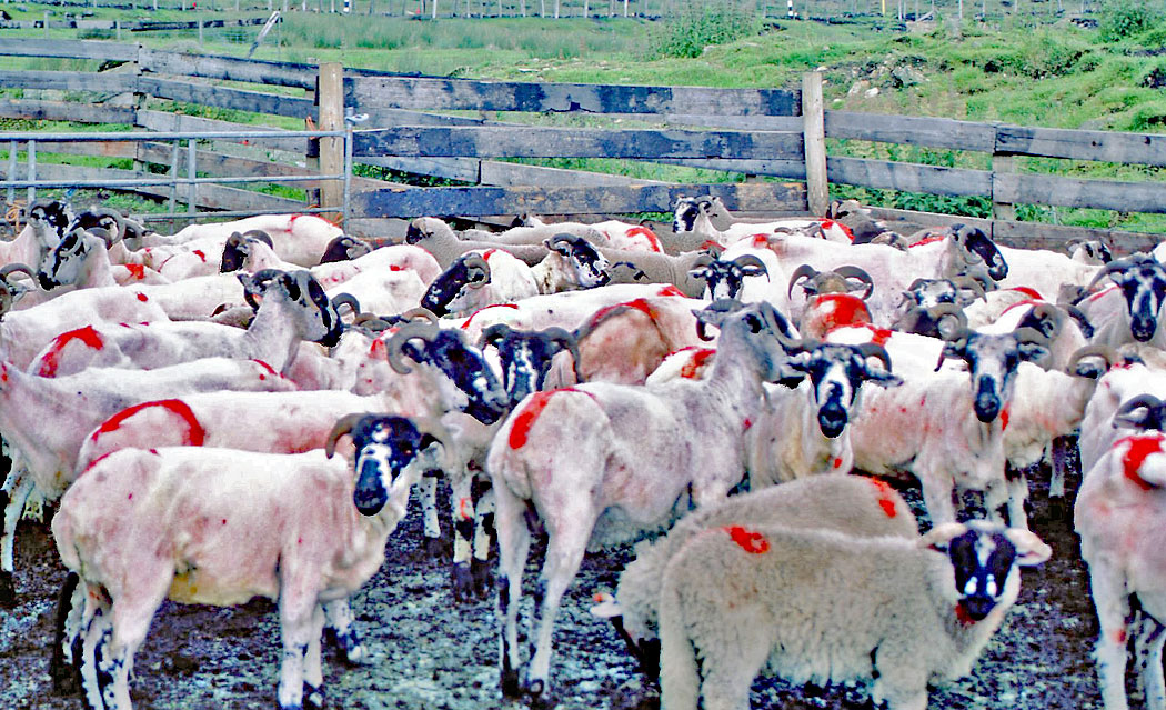 sheared-sheep