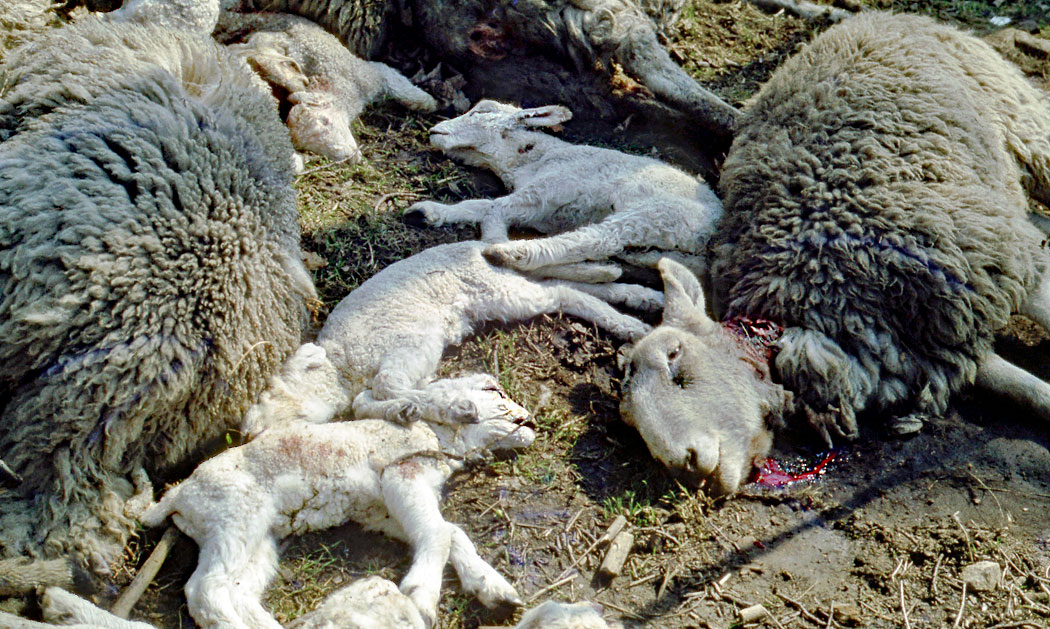 sheep-killed-by-dog-for-website